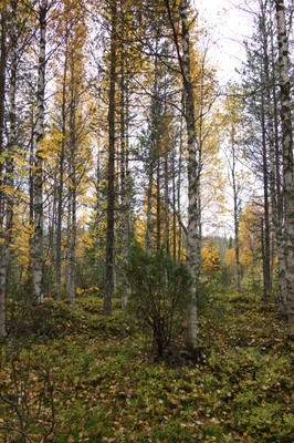 golden silver birches 058 — Descargar