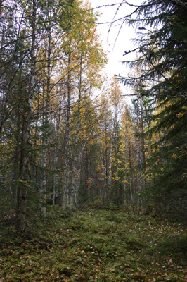 golden silver birches 059 — Скачать