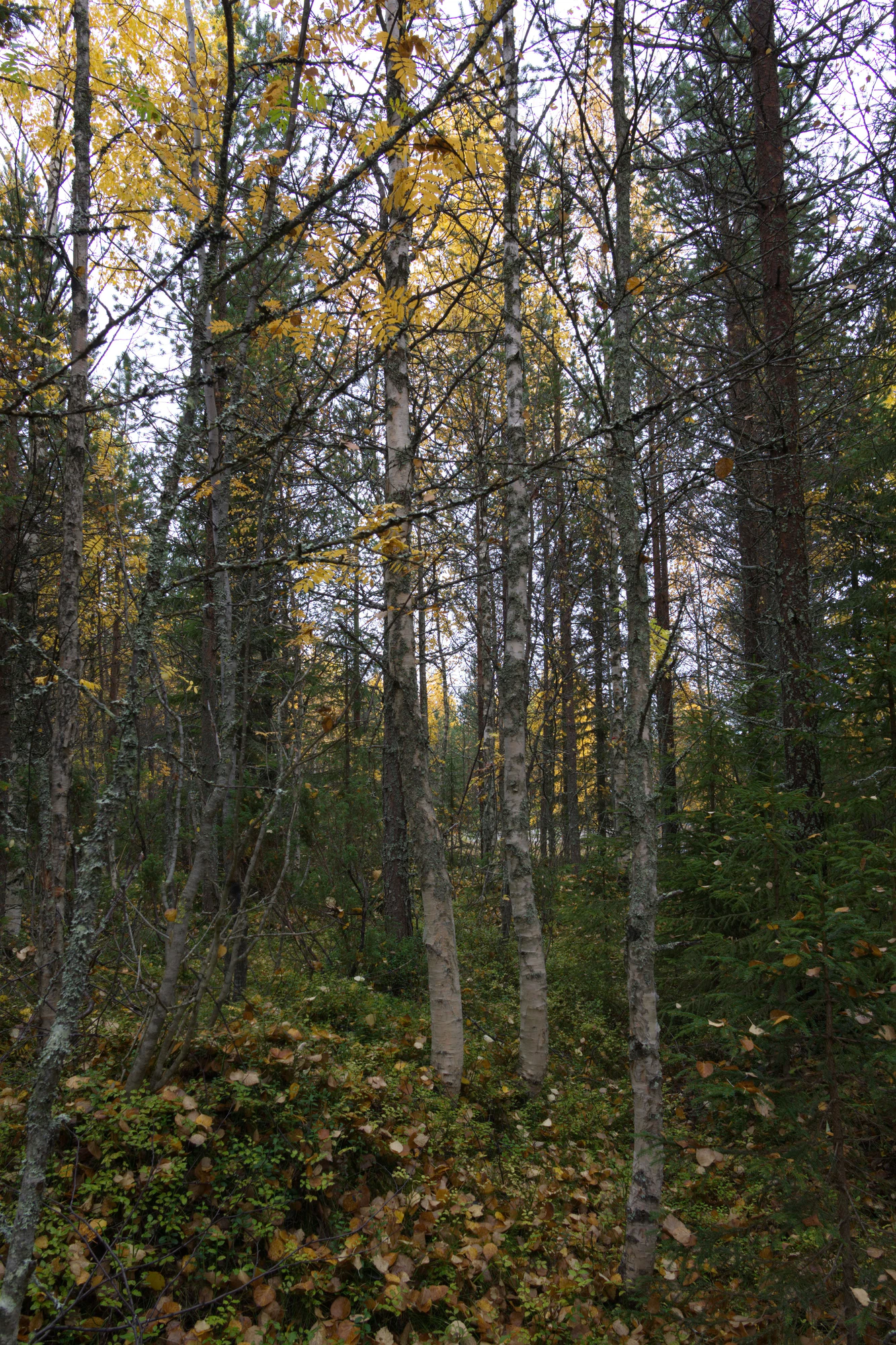 golden silver birches 060 — Скачать