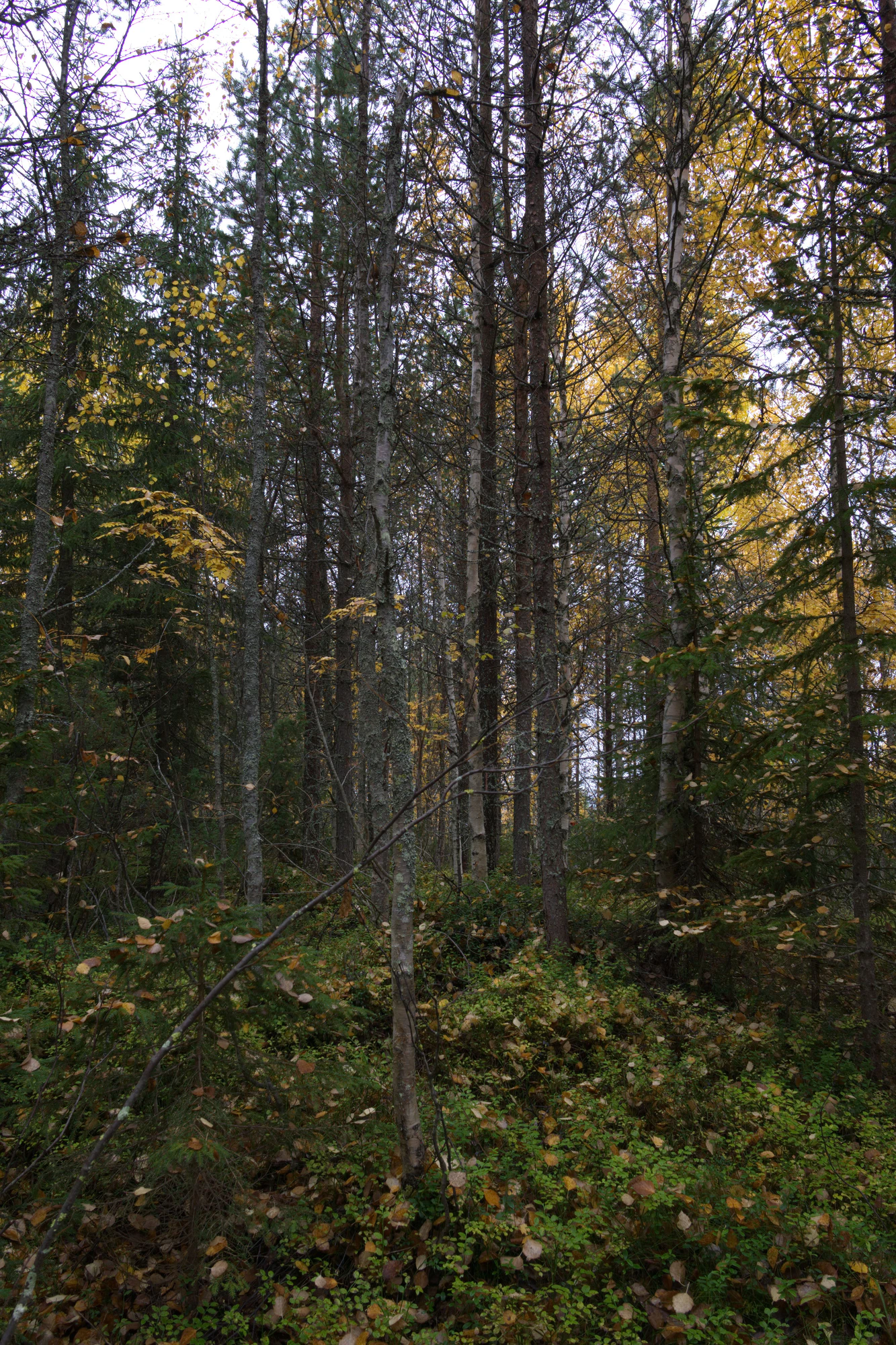 golden silver birches 061 — Descargar