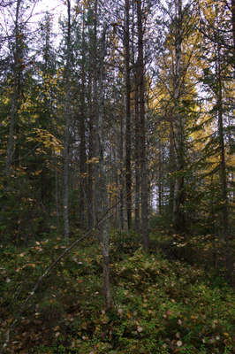 golden silver birches 061 — Descargar