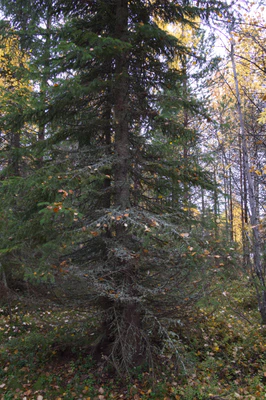 golden silver birches 062 — Descargar