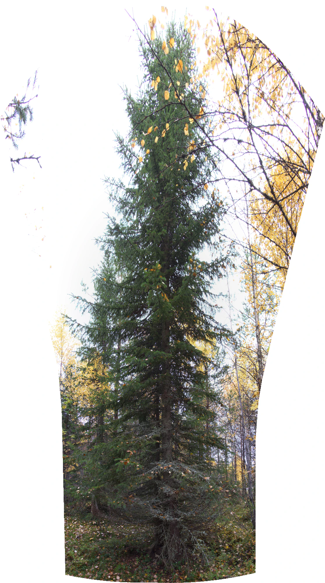 golden silver birches 063 — Скачать