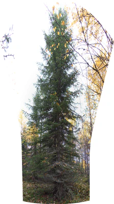 golden silver birches 063 — Скачать