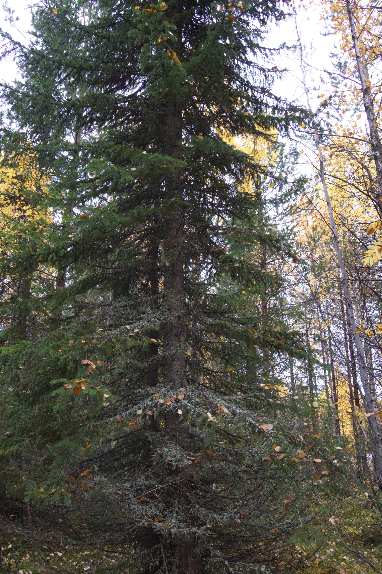 golden silver birches 064 — Descargar