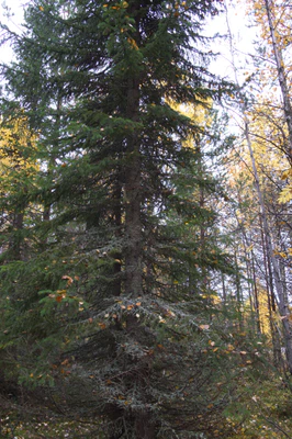 golden silver birches 064 — Descargar