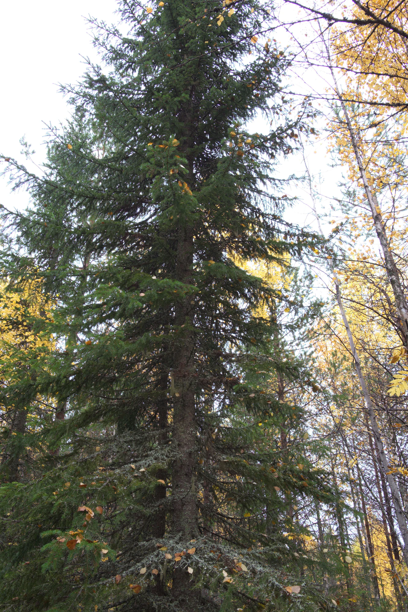 golden silver birches 065 — Скачать