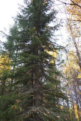 golden silver birches 065 — Скачать