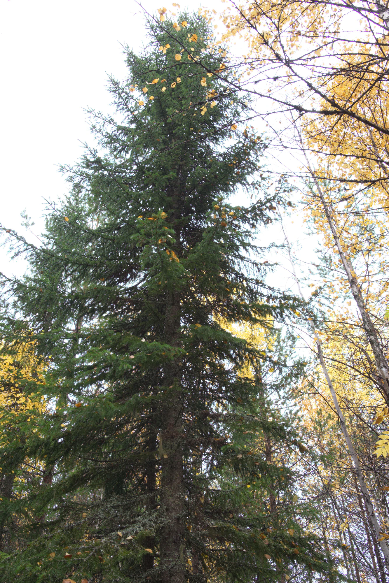 golden silver birches 066 — Descargar