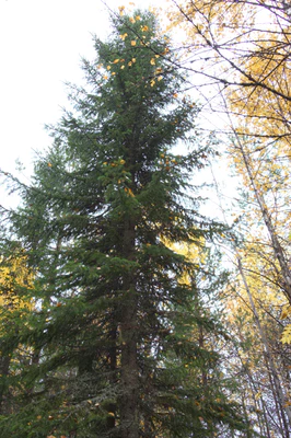 golden silver birches 066 — Descargar