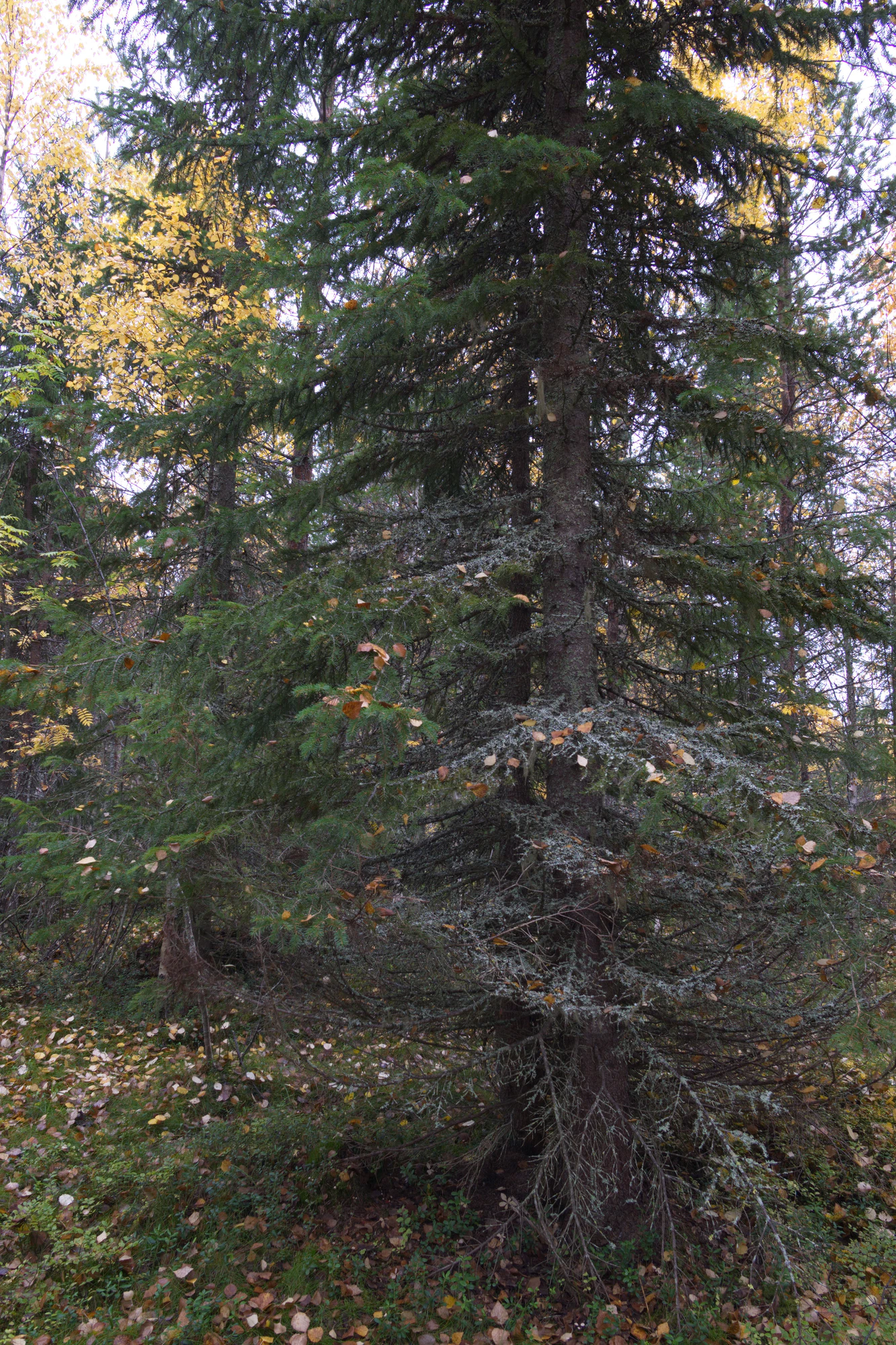 golden silver birches 067 — Descargar