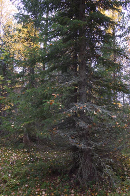 golden silver birches 067 — Descargar