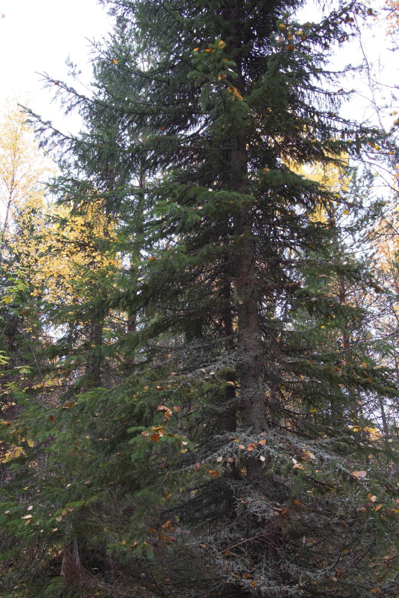 golden silver birches 068 — Скачать