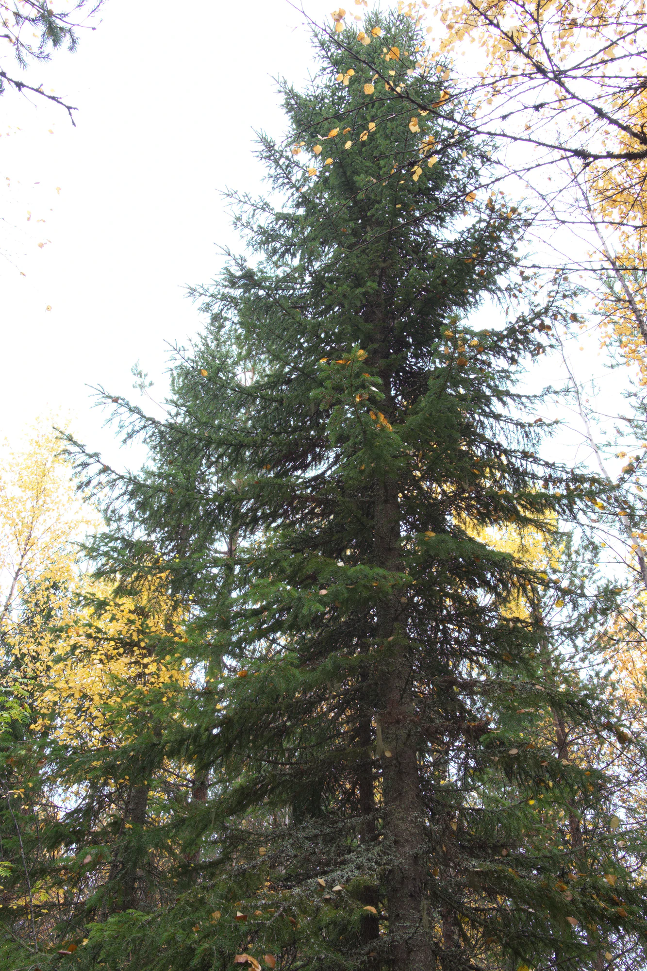 golden silver birches 069 — Descargar