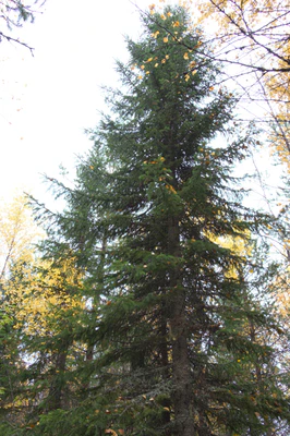 golden silver birches 069 — Descargar