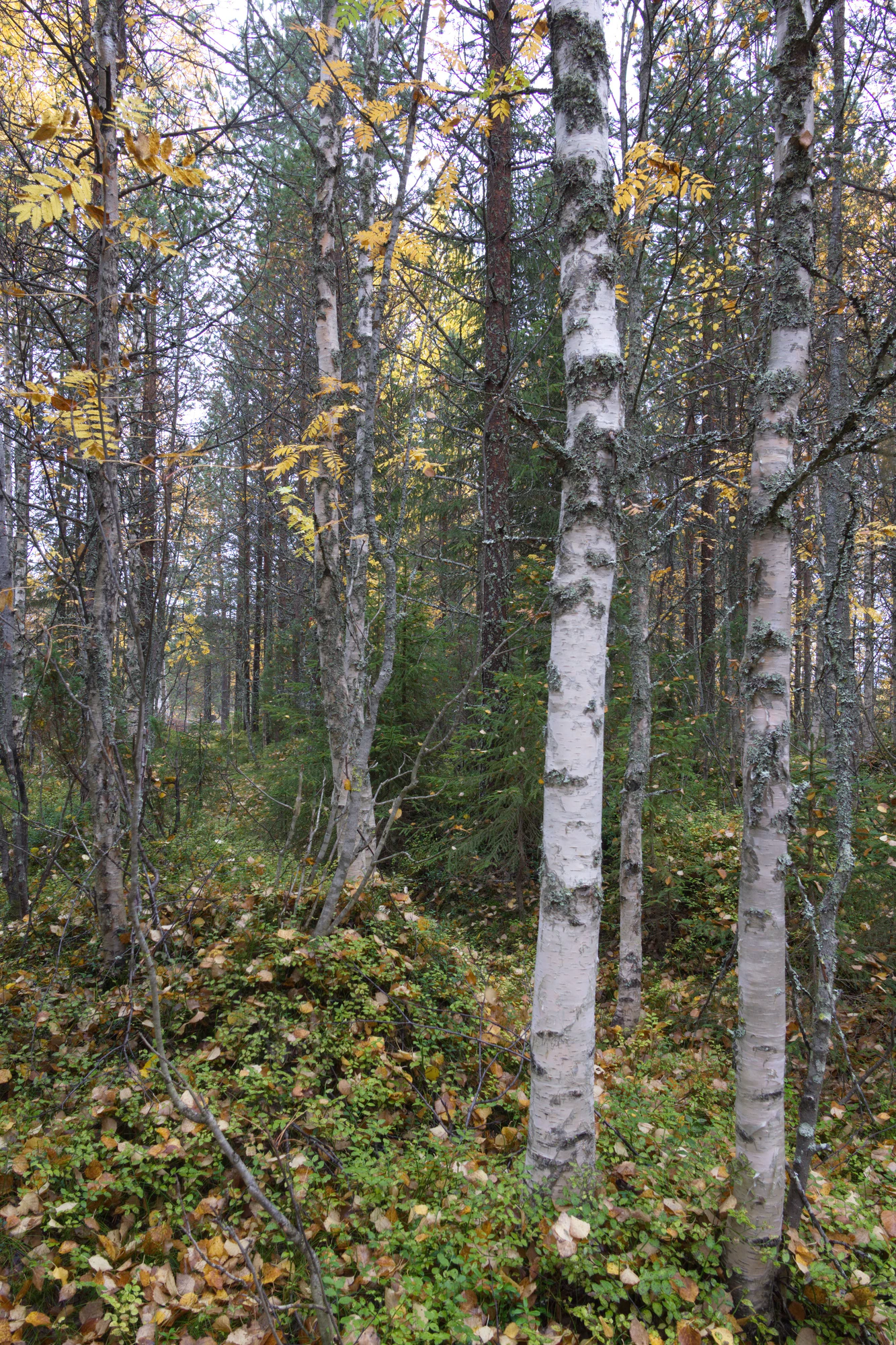 golden silver birches 070 — Скачать