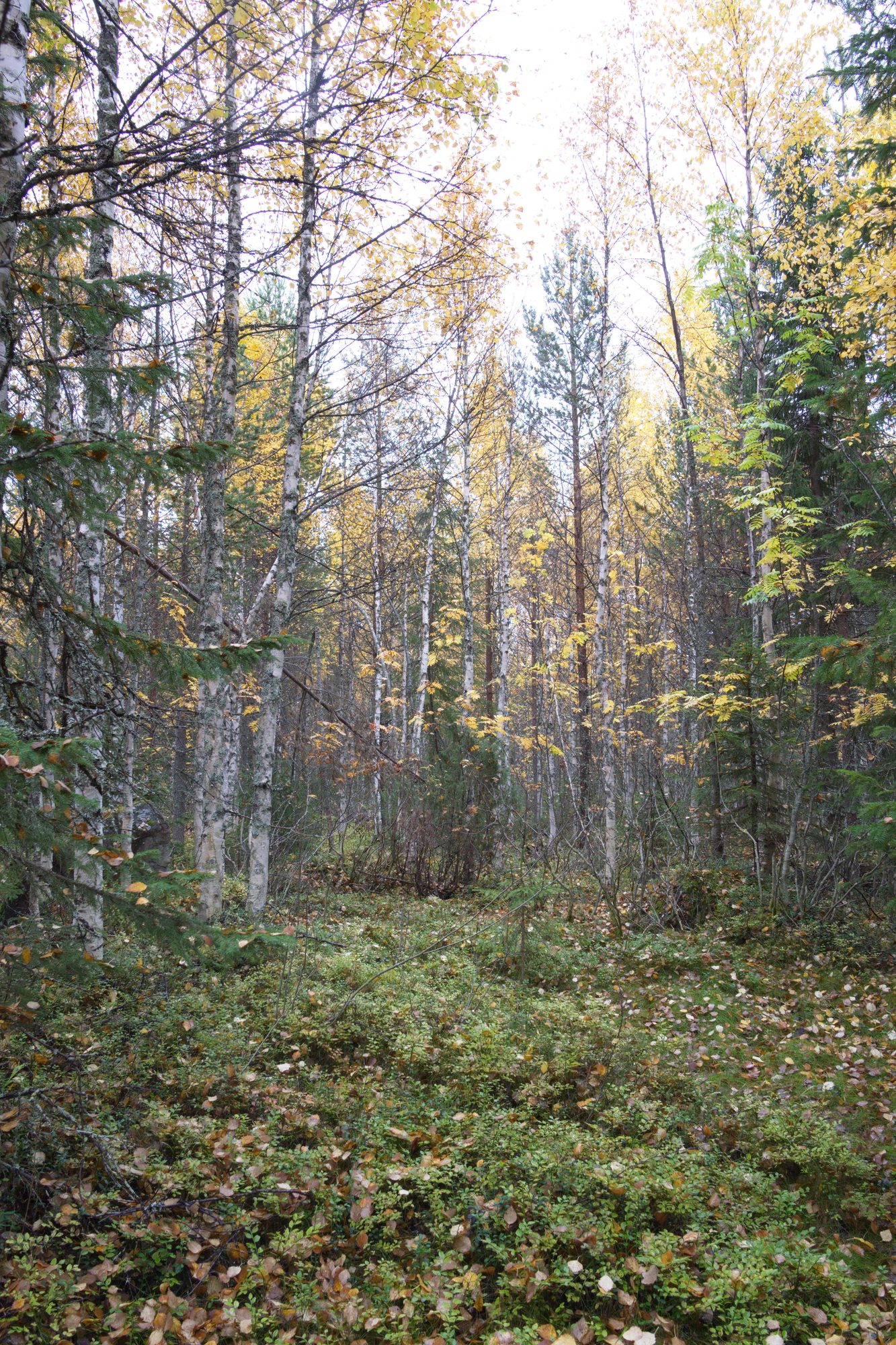golden silver birches 071 — Скачать