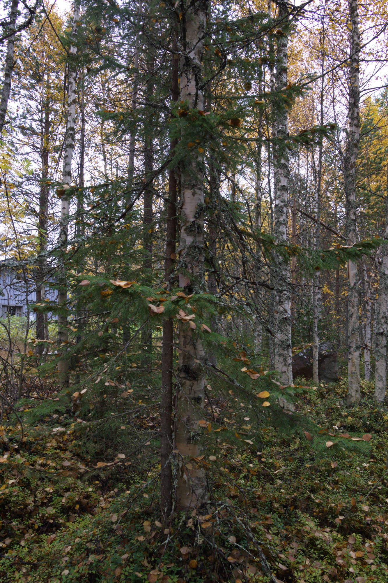 golden silver birches 072 — Descargar