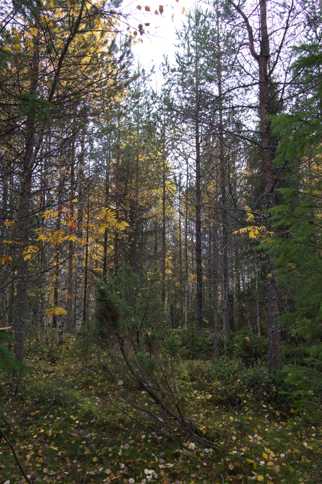 golden silver birches 073 — Descargar