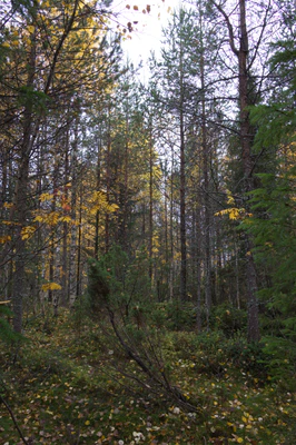 golden silver birches 073 — Descargar