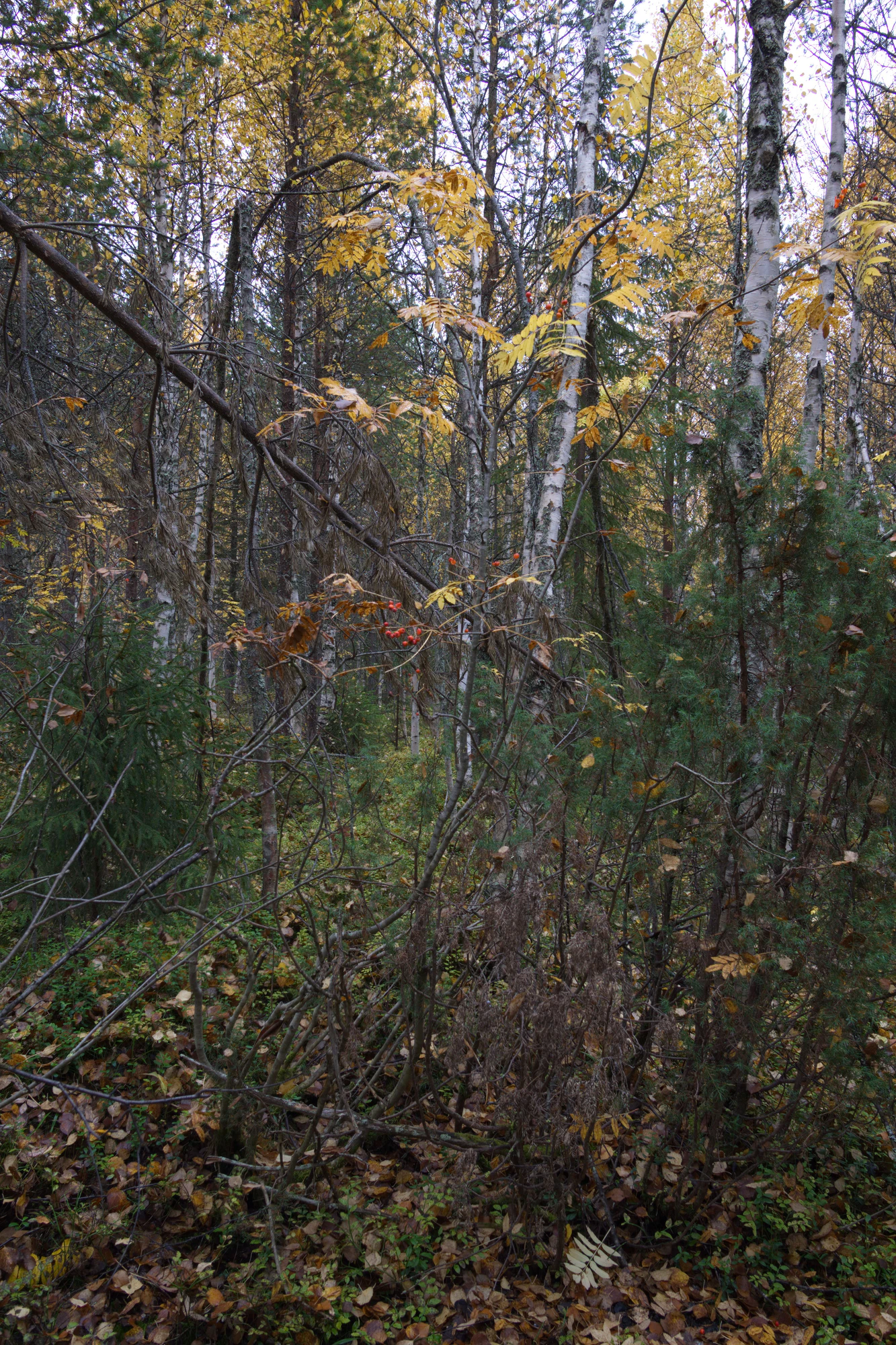 golden silver birches 074 — Descargar