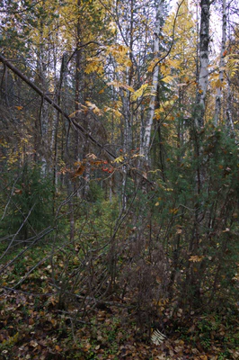 golden silver birches 074 — Descargar
