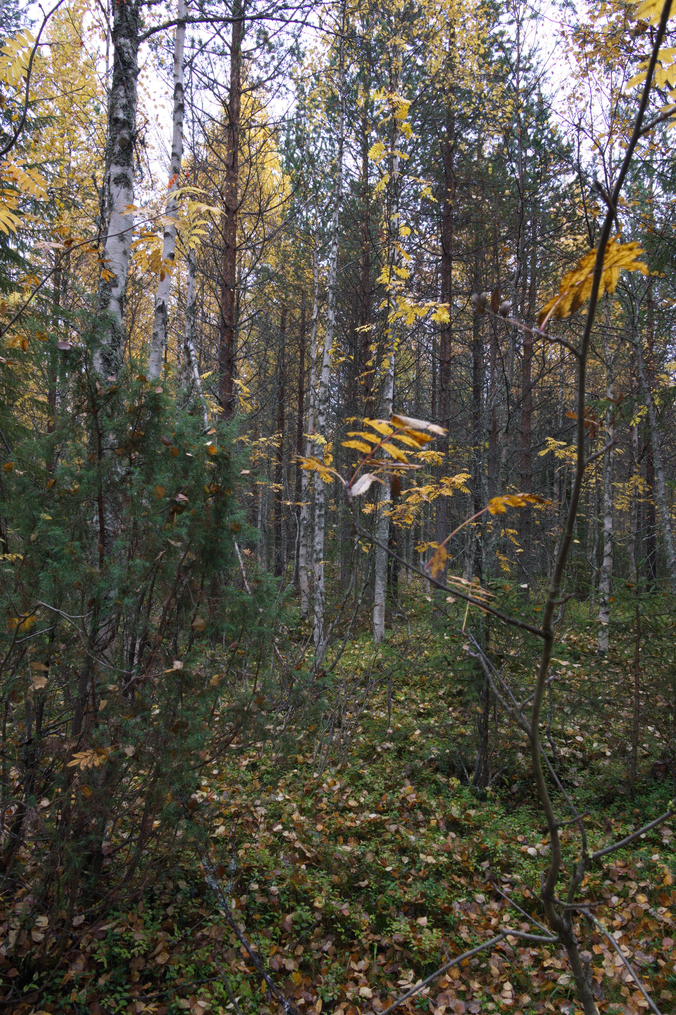 golden silver birches 075 — Descargar