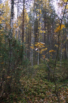 golden silver birches 075 — Descargar