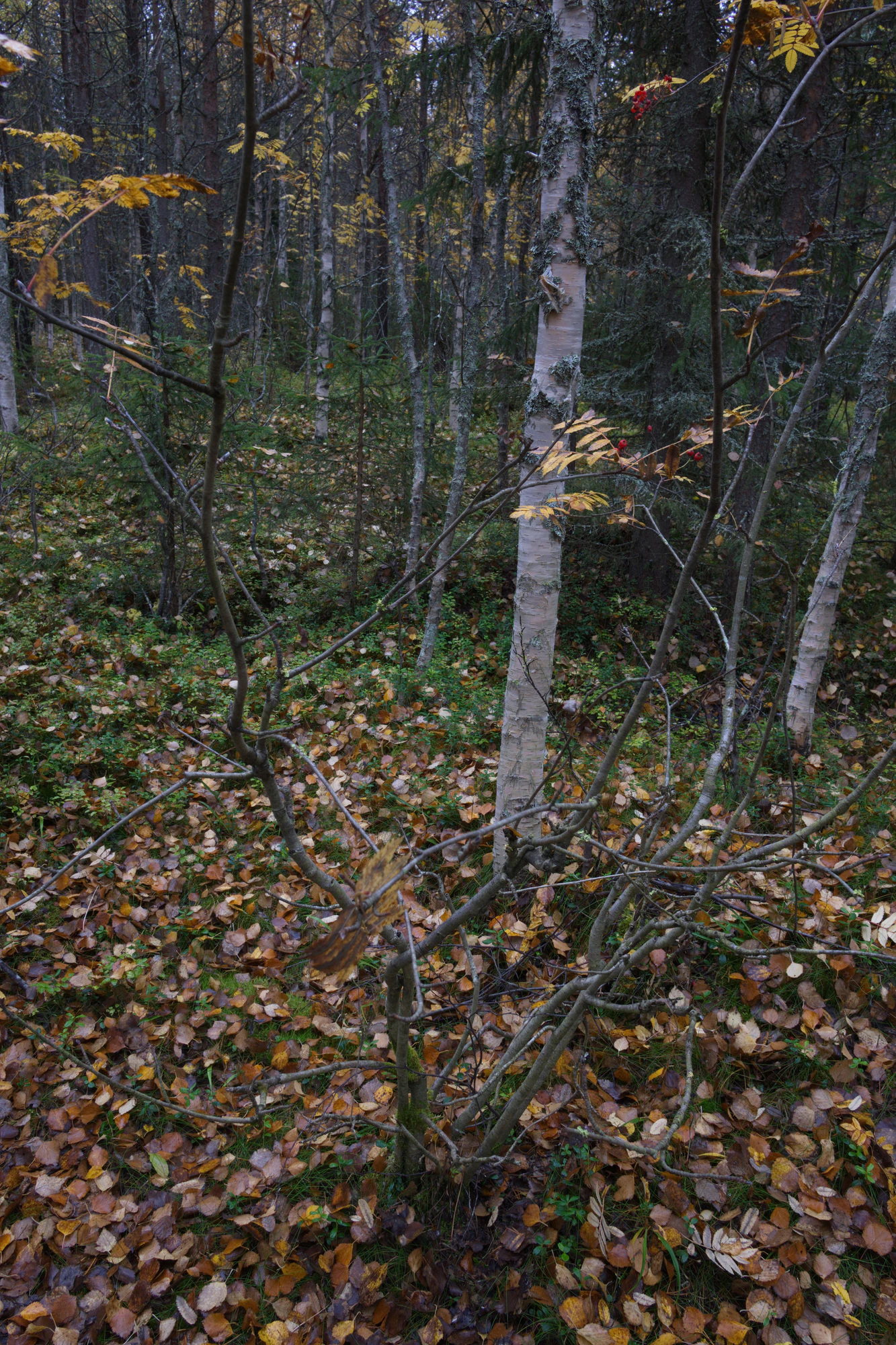 golden silver birches 076 — Descargar