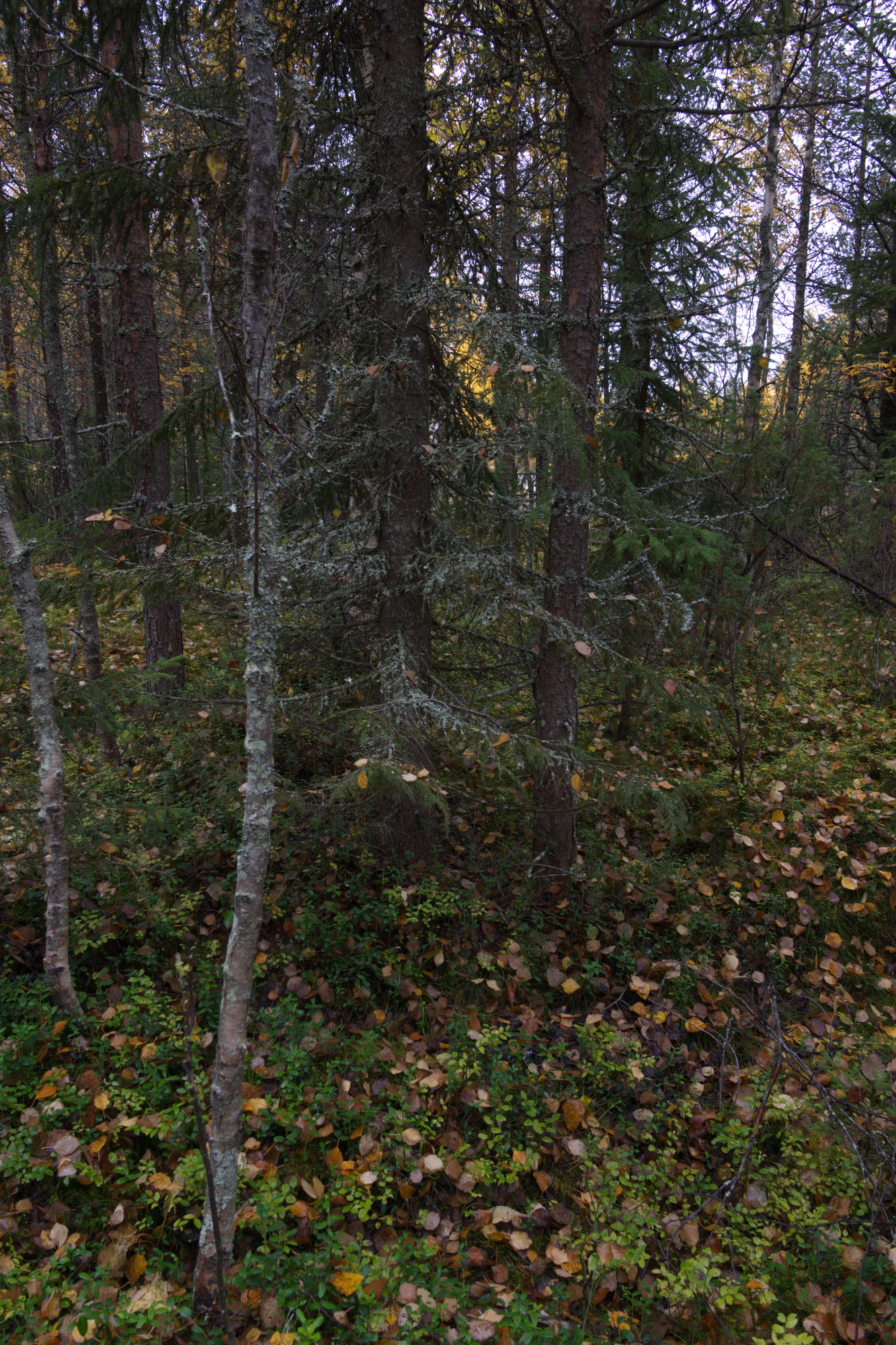 golden silver birches 077 — Скачать