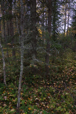 golden silver birches 077 — Скачать