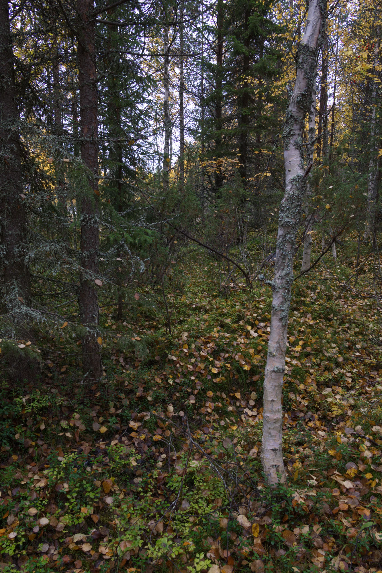 golden silver birches 078 — Descargar
