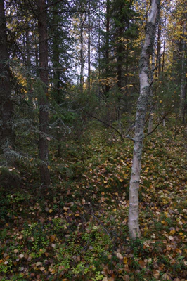 golden silver birches 078 — Descargar