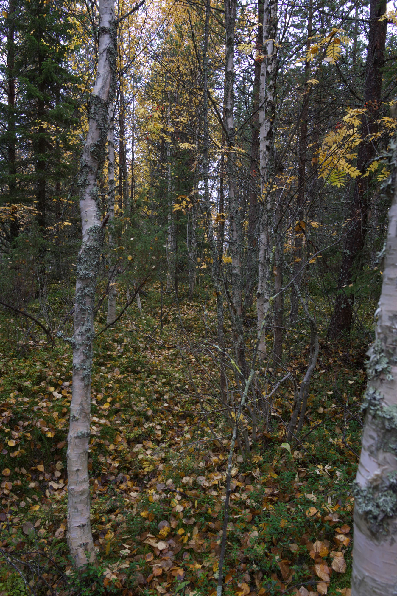 golden silver birches 079 — Скачать