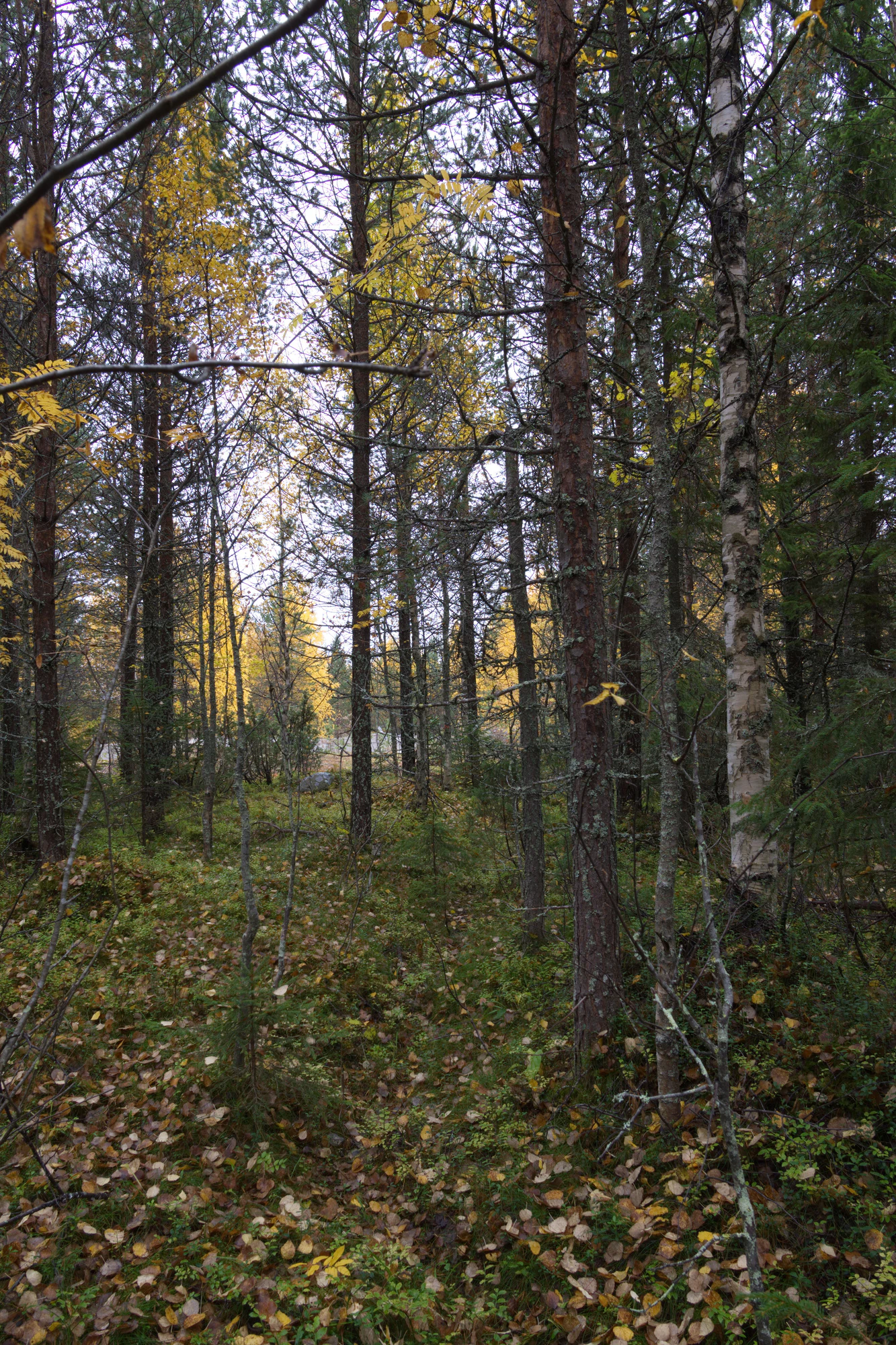 golden silver birches 080 — Скачать