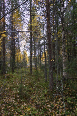 golden silver birches 080 — Скачать