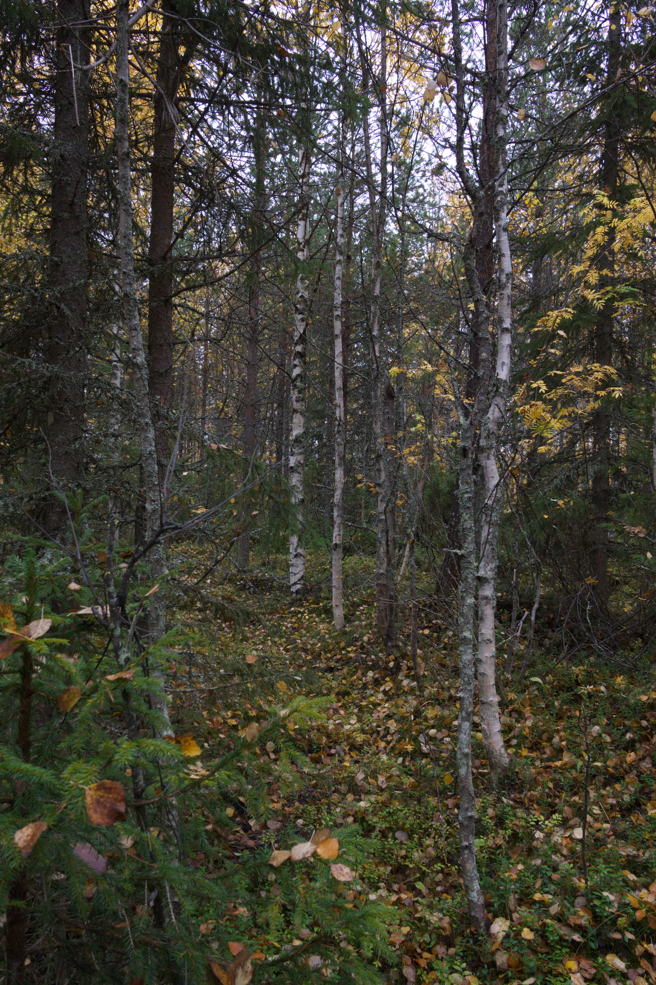 golden silver birches 081 — Descargar