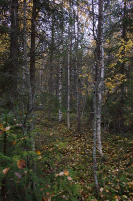 golden silver birches 081 — Descargar