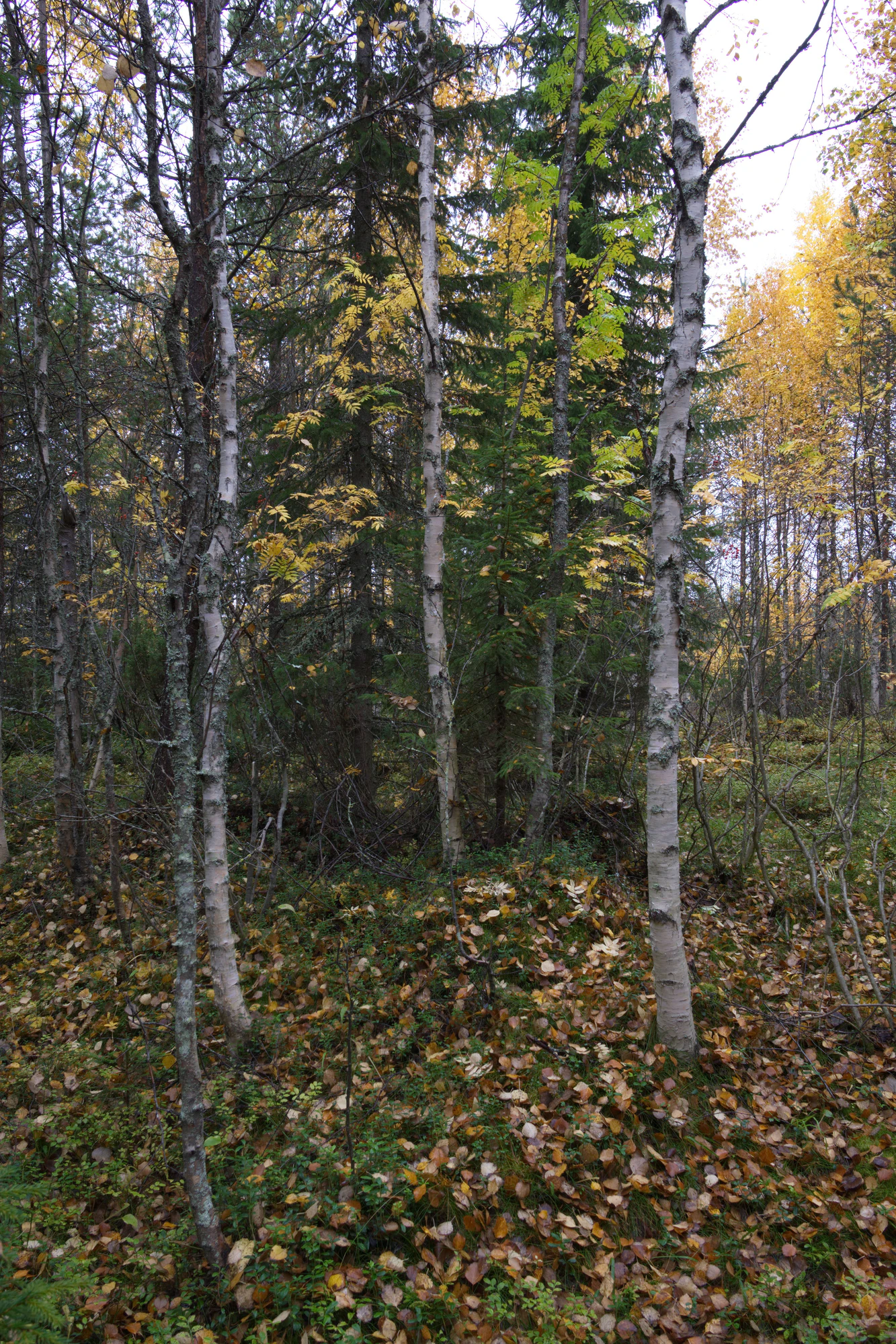 golden silver birches 082 — Descargar