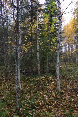 golden silver birches 082 — Descargar
