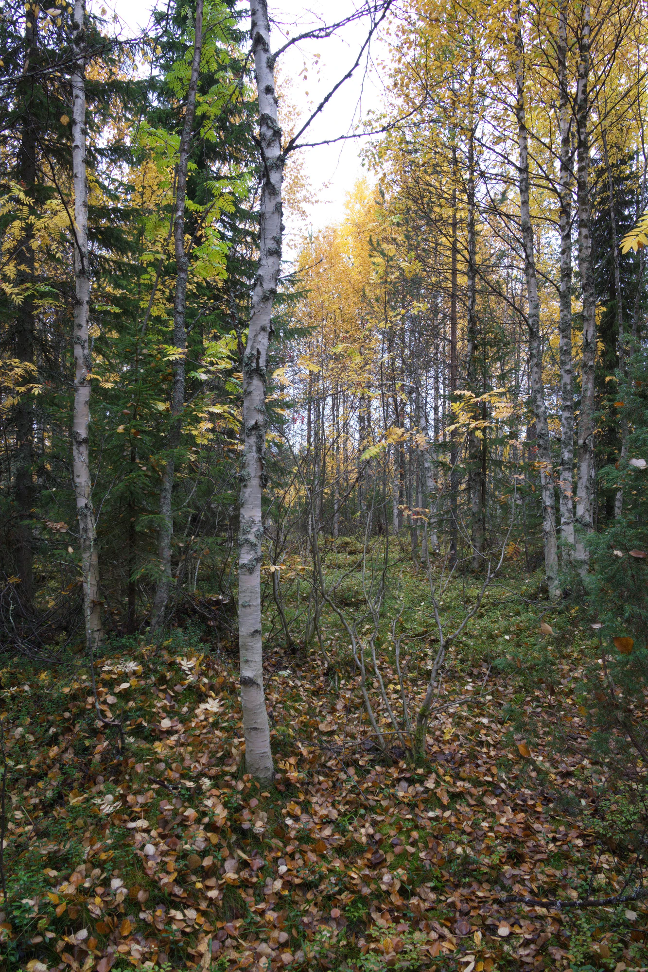 golden silver birches 083 — Descargar