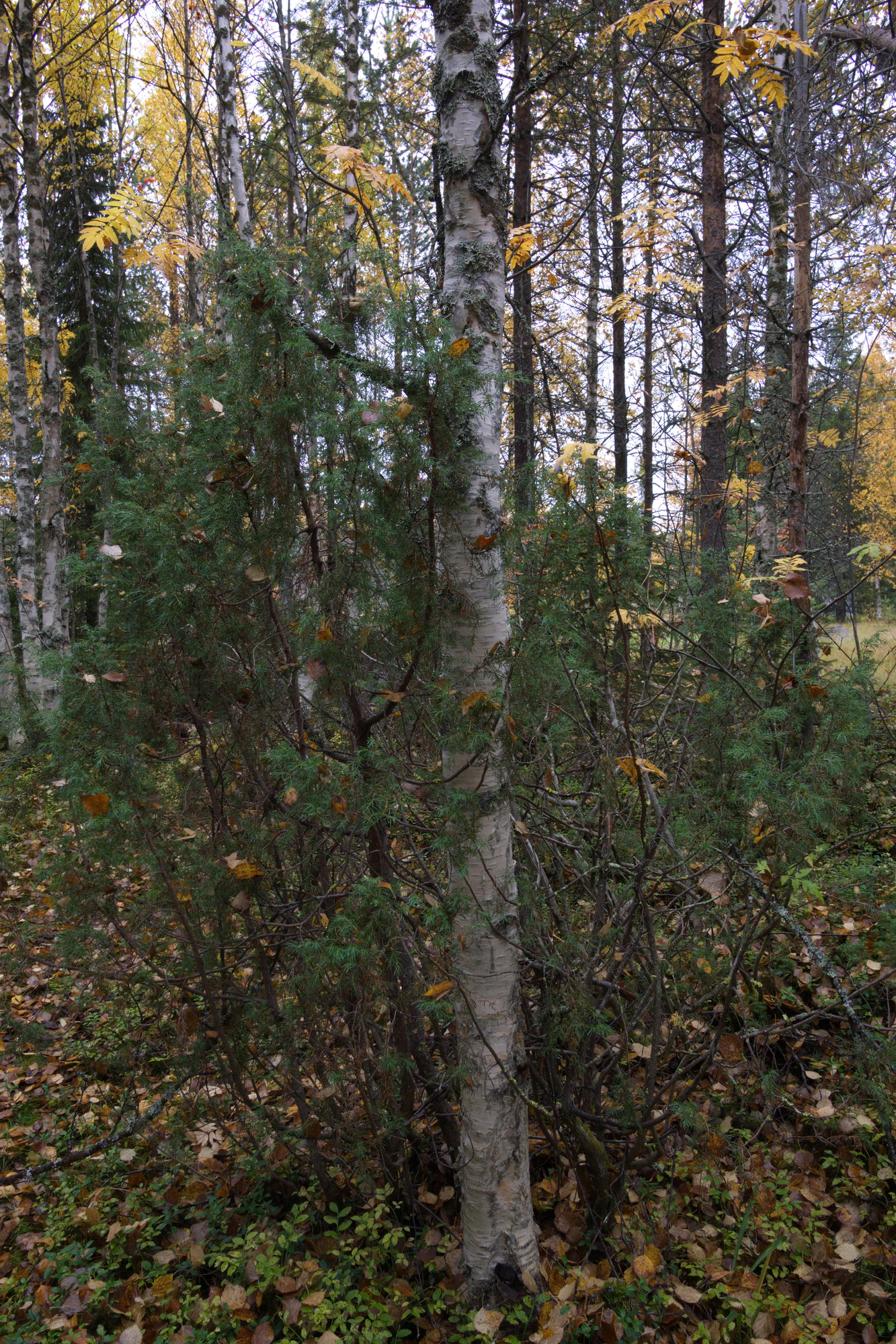 golden silver birches 084 — Descargar