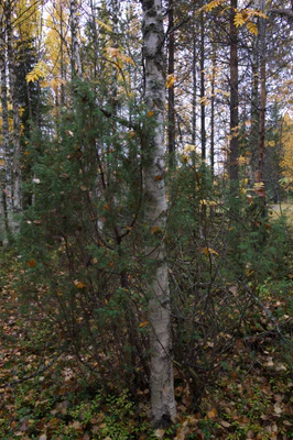 golden silver birches 084 — Descargar