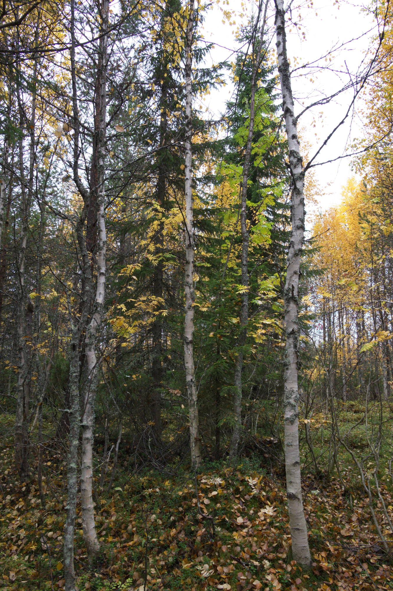 golden silver birches 085 — Descargar