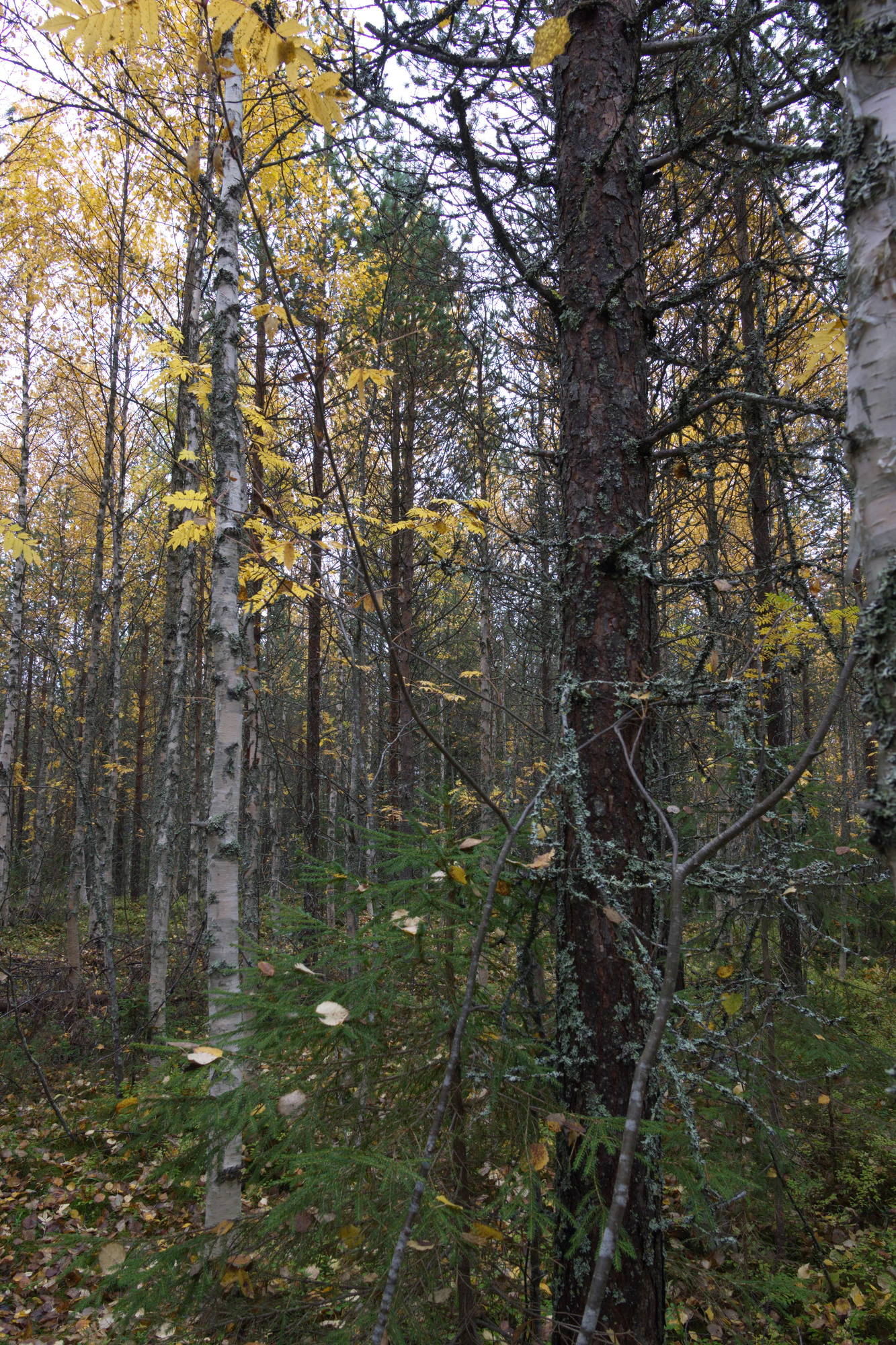 golden silver birches 086 — Скачать