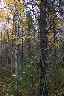 golden silver birches 086 — Скачать