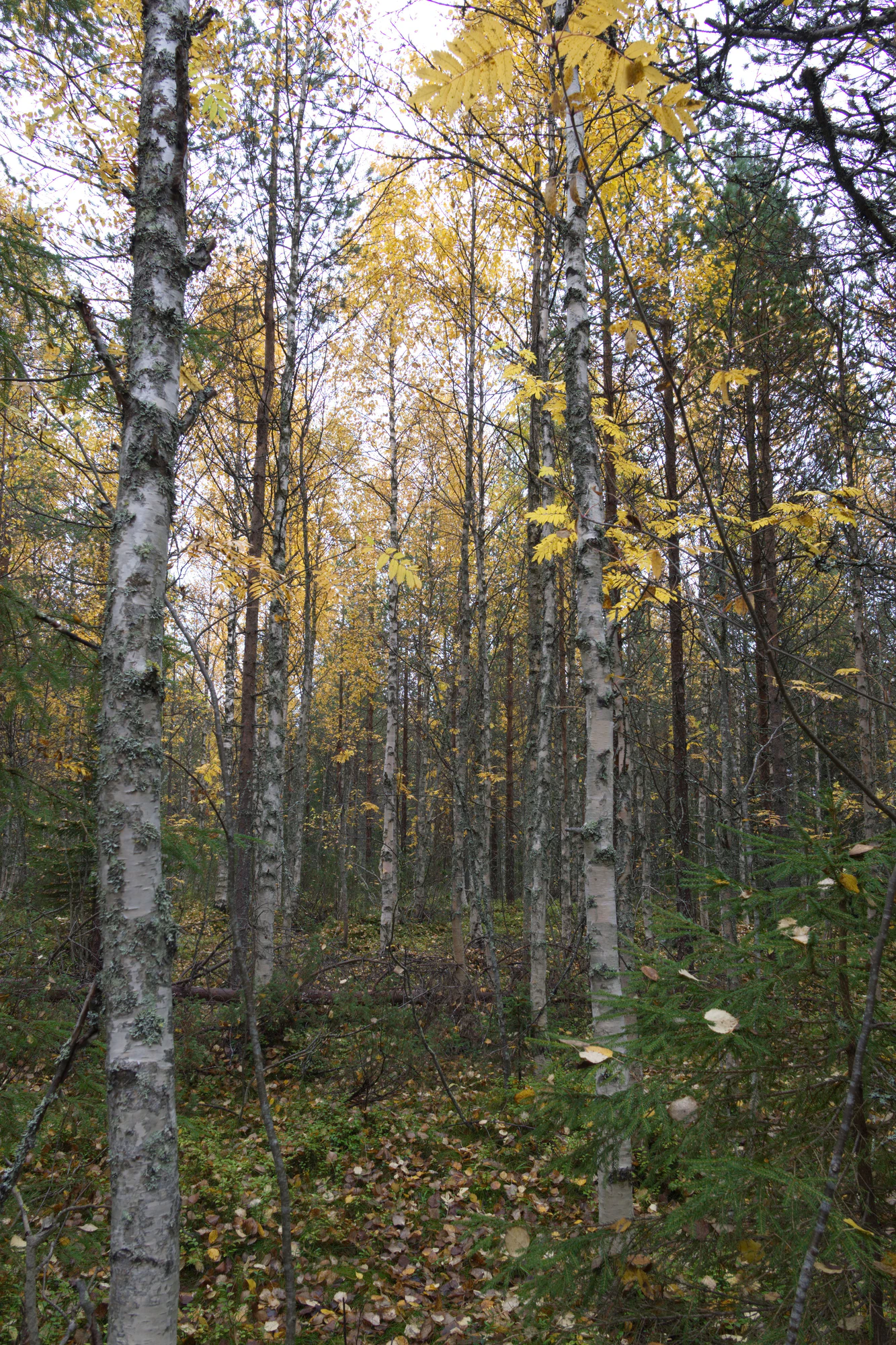 golden silver birches 087 — Скачать