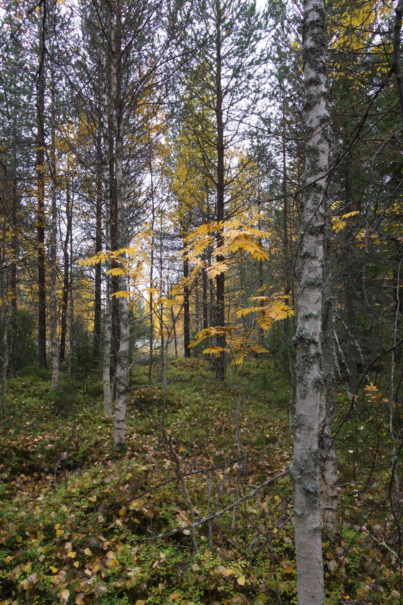 golden silver birches 088 — Скачать