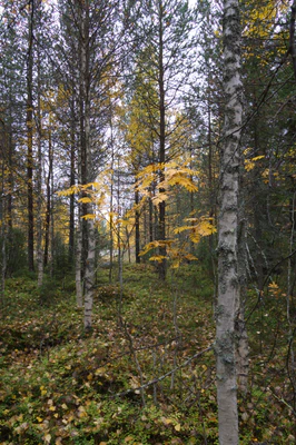 golden silver birches 088 — Скачать