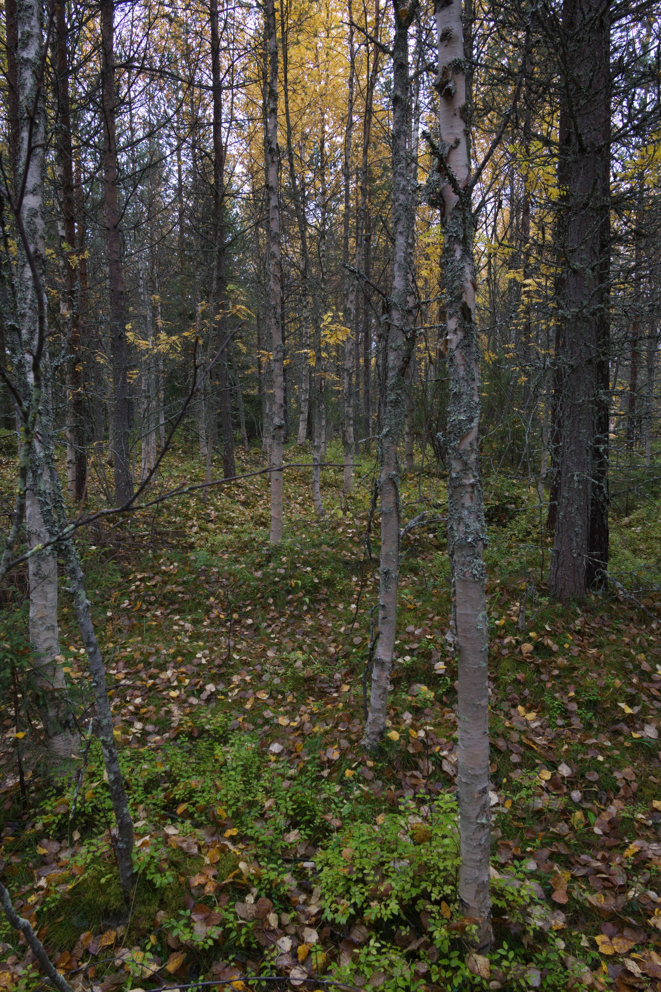 golden silver birches 089 — Descargar